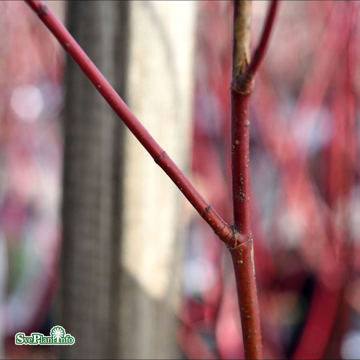 Cornus alba 'Elegantissima' Solitär C12 100-125cm