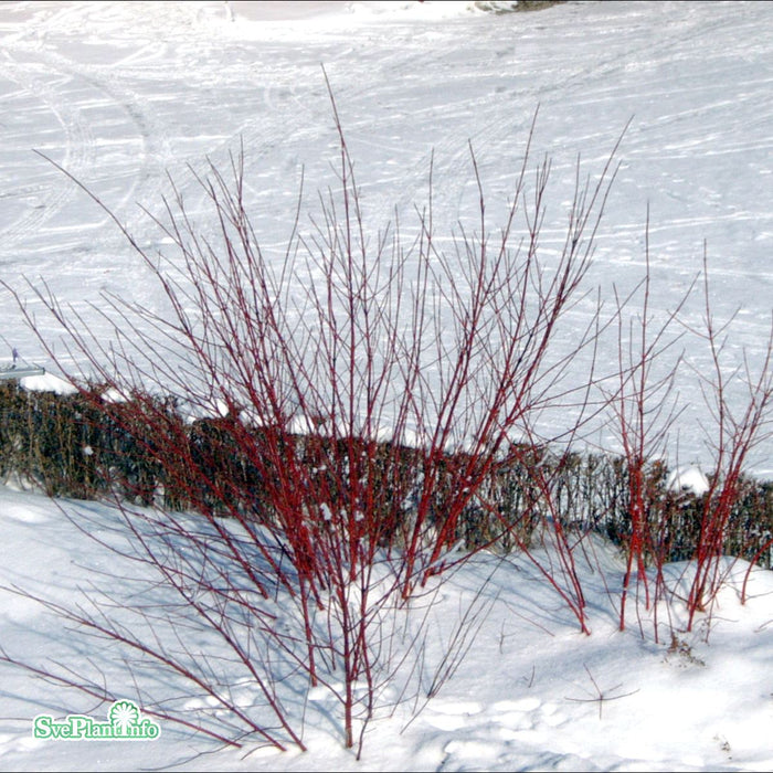 Cornus alba 'Sibirica' Solitär C12 80-100cm