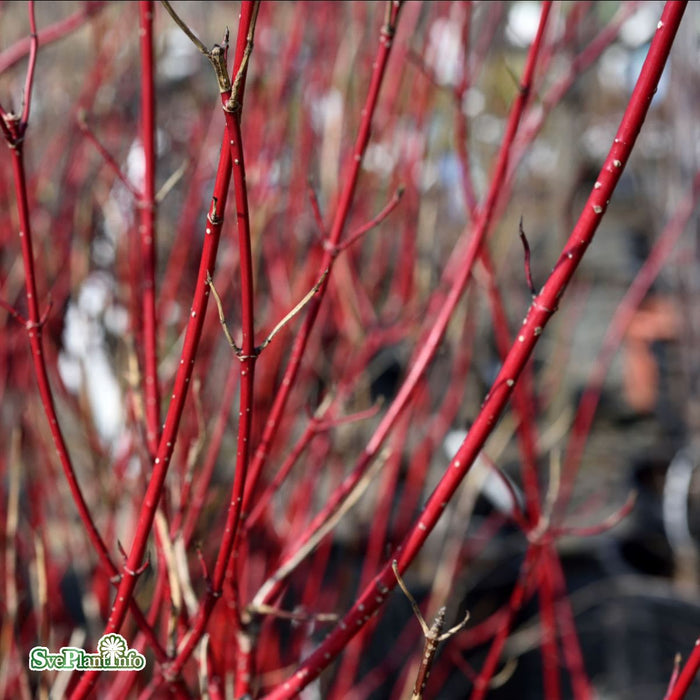 Cornus alba 'Sibirica' Solitär C12 80-100cm