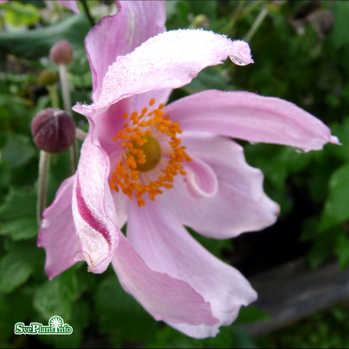 Anemone hybrida 'Königin Charlotte' A-kval