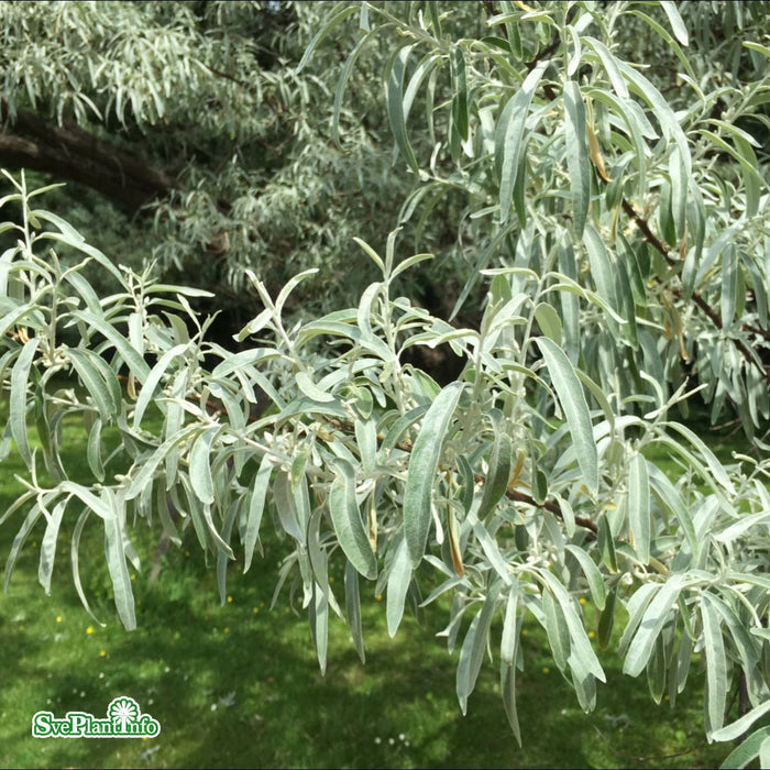Elaeagnus angustifolia Solitär C20 150-175cm