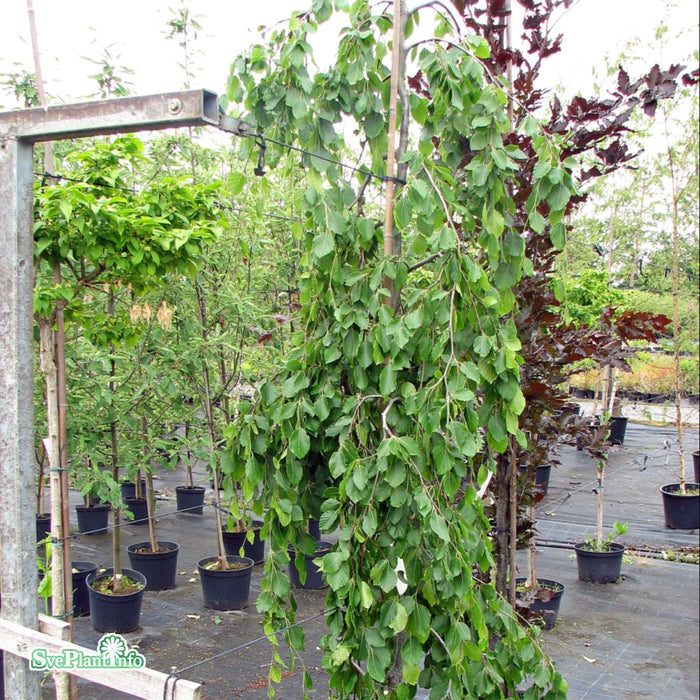 Fagus sylvatica 'Pendula' Ungträd 125-150cm Co