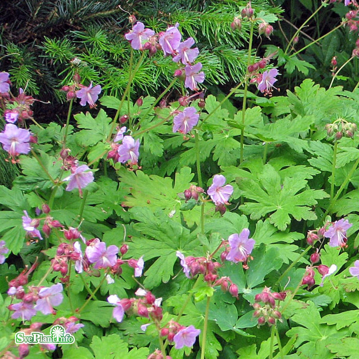 Geranium macrorrhizum 'Ingwersens Variety' A-kval