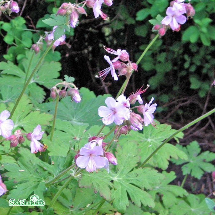 Geranium macrorrhizum 'Ingwersens Variety' A-kval