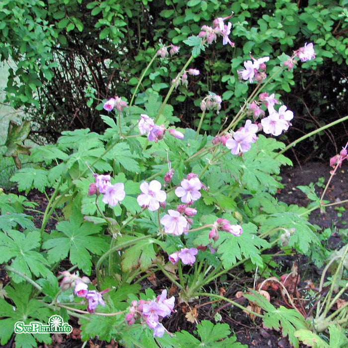 Geranium macrorrhizum 'Ingwersens Variety' A-kval