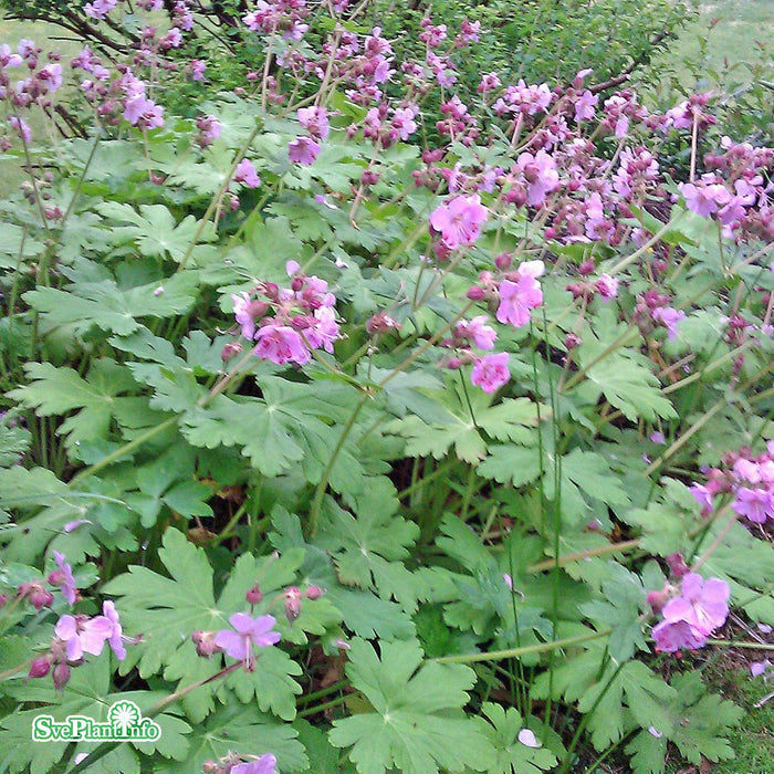 Geranium macrorrhizum 'Ingwersens Variety' A-kval