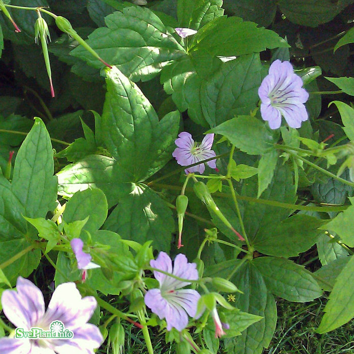 Geranium nodosum A-kval