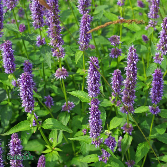 Agastache 'Blue Fortune' A-kval