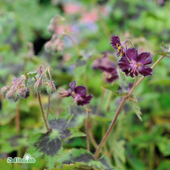 Geranium phaeum 'Samobor' A-kval