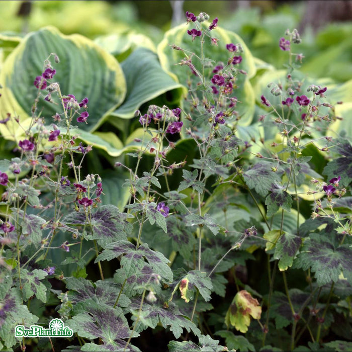 Geranium phaeum 'Samobor' A-kval