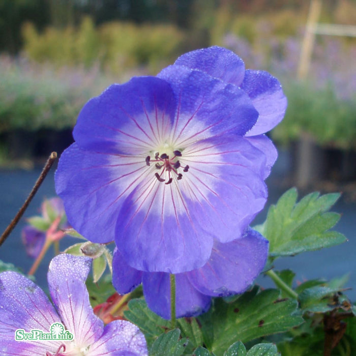 Geranium 'Rozanne' A-kval C3
