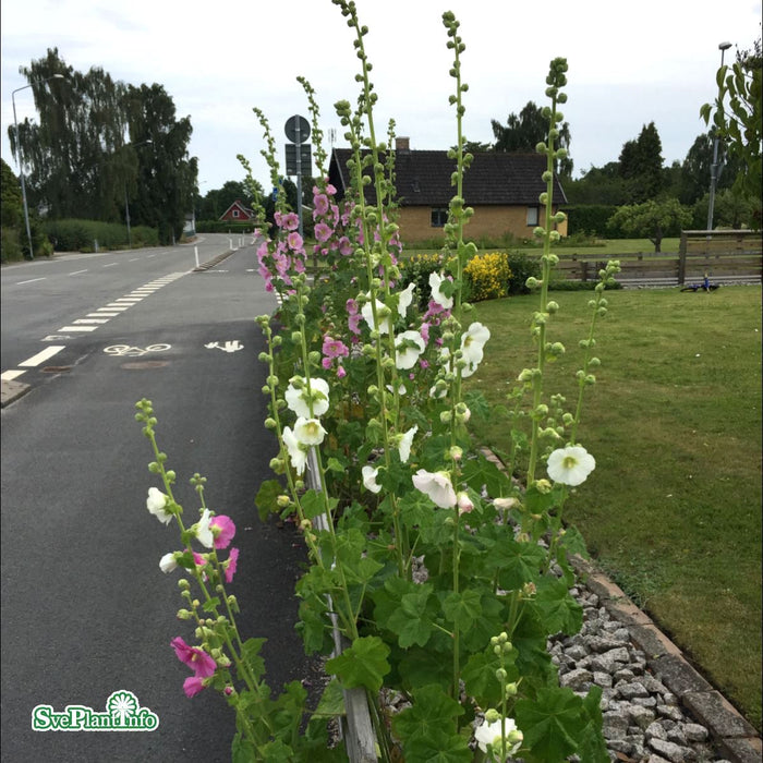 Alcea rosea (Ficifolia) A-kval