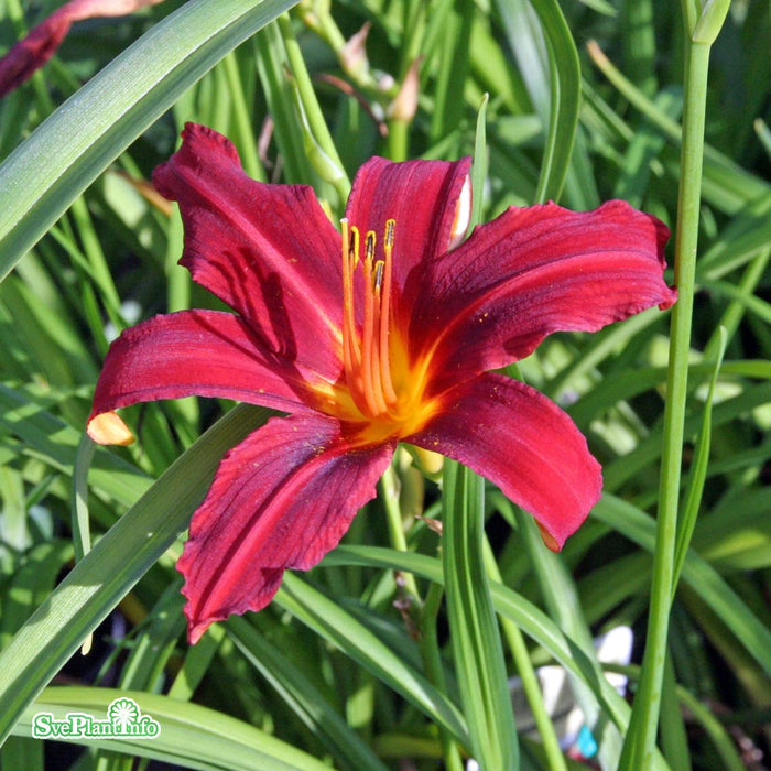 Hemerocallis 'Crimson Pirate' A-kval