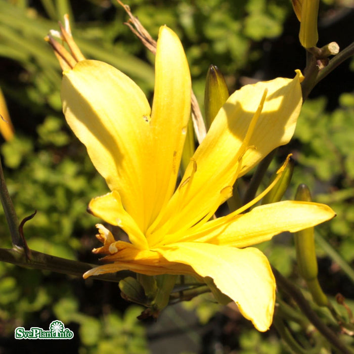 Hemerocallis lilioasphodelus A-kval