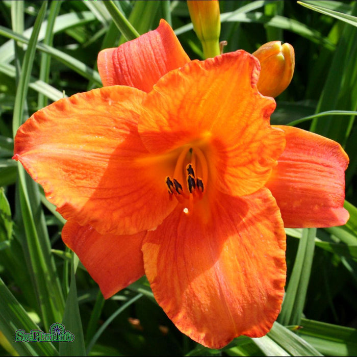 Hemerocallis 'Mauna Loa' A-kval