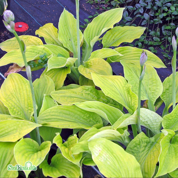 Hosta 'August Moon' A-kval