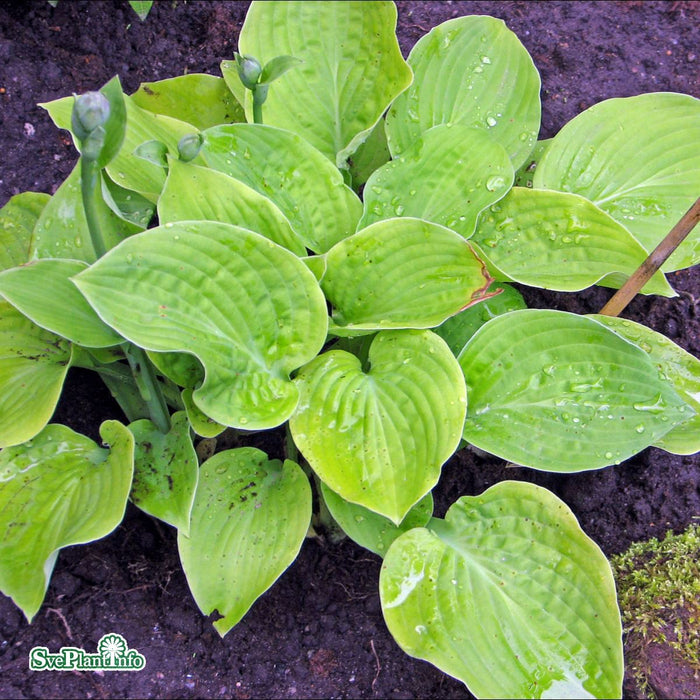 Hosta 'August Moon' A-kval