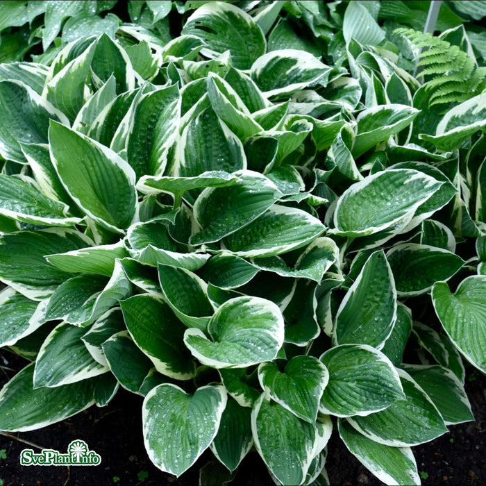 Hosta (Fortunei-Gruppen) 'Francee' A-kval