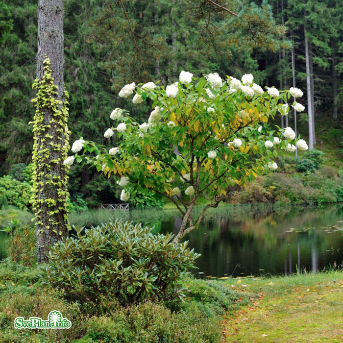 Hydrangea paniculata 'Grandiflora' Busk C5