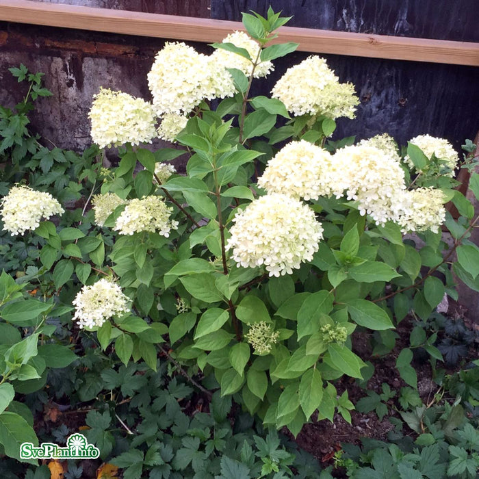Hydrangea paniculata 'Limelight' Busk C10