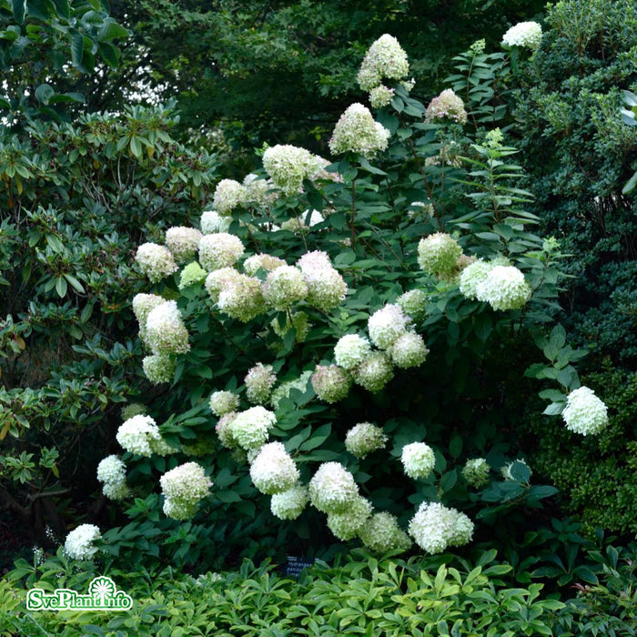 Hydrangea paniculata 'Limelight' Stam C10 120cm