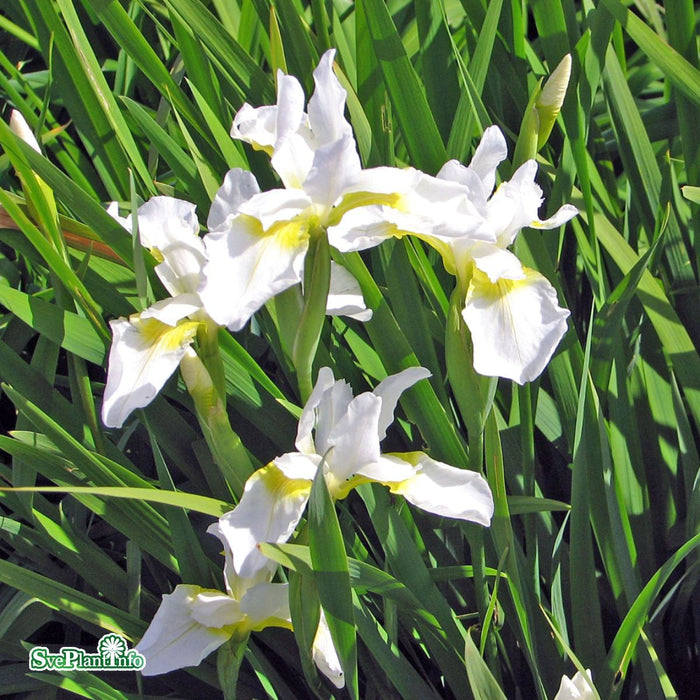 Iris sibirica 'Snow Queen' A-kval