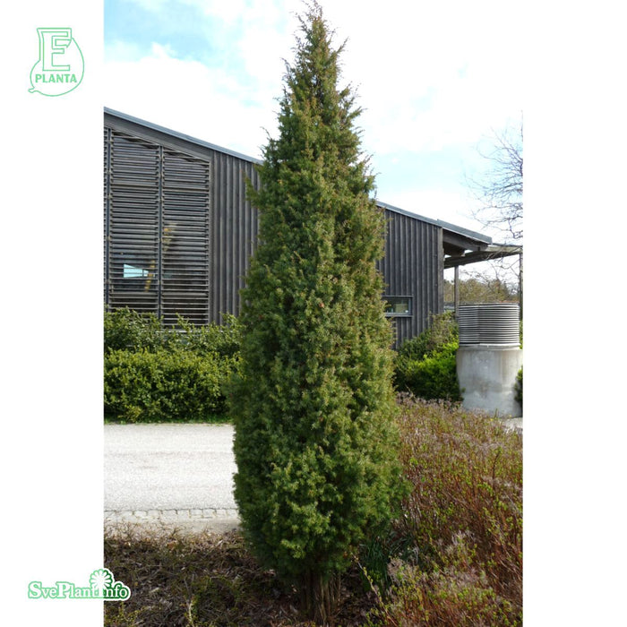 Juniperus communis 'Vemboö' E 80-100 cm C15