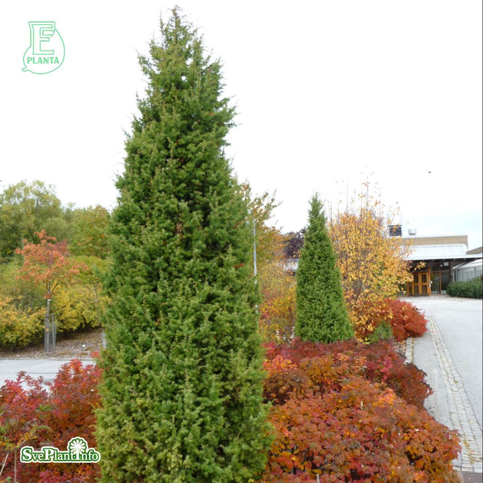 Juniperus communis 'Vemboö' E 80-100 cm C15