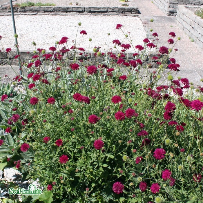 Knautia macedonica A-kval