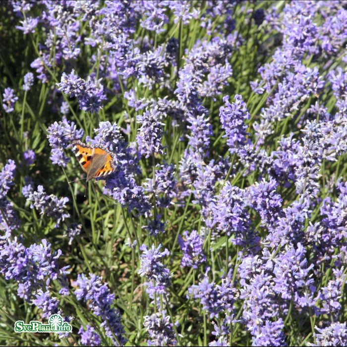 Lavandula angustifolia 'Hidcote Blue'