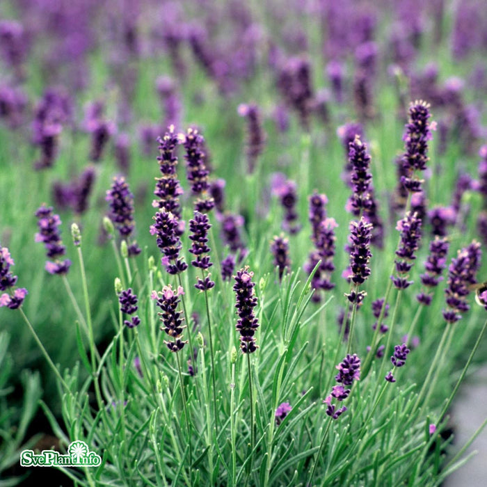 Lavandula angustifolia 'Hidcote Blue'