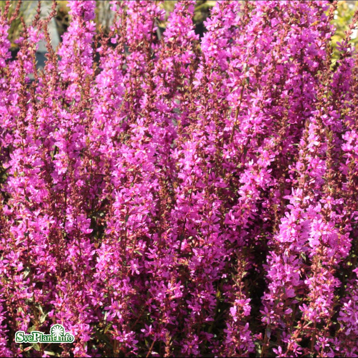 Lythrum virgatum 'Dropmore Purple' A-kval