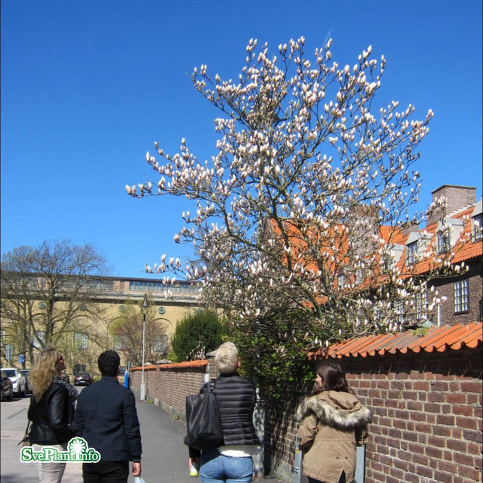 Magnolia soulangiana C10 80-100cm