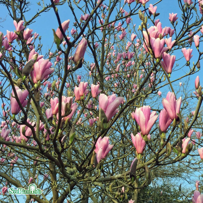 Magnolia (Liliiflora) 'Heaven Scent' Solitär C10 100-125cm