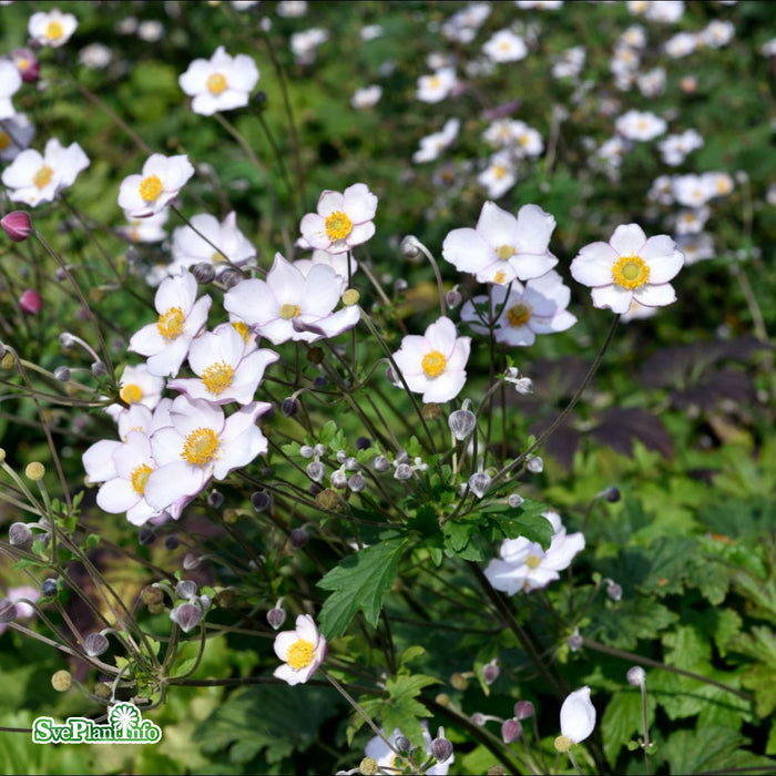 Anemone tomentosa 'Robustissima' A-kval