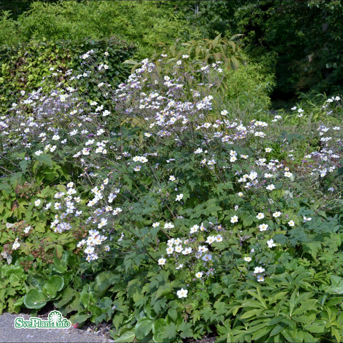 Anemone tomentosa 'Robustissima' A-kval