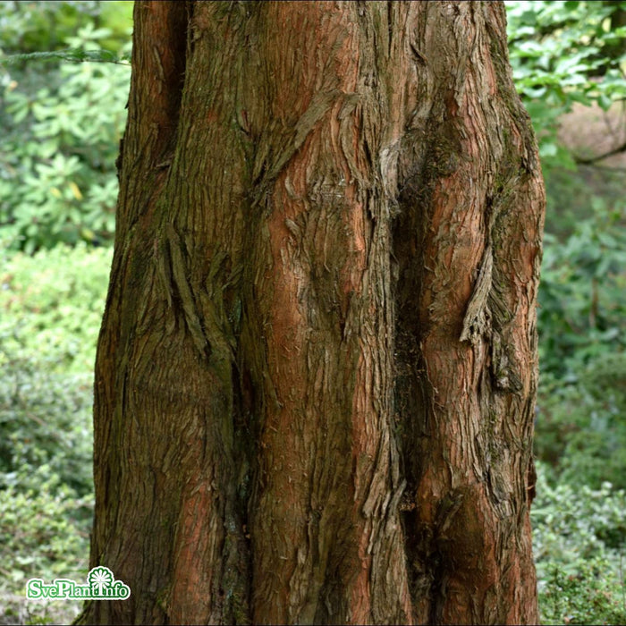 Metasequoia glyptostroboides Ungträd C10 200-250cm