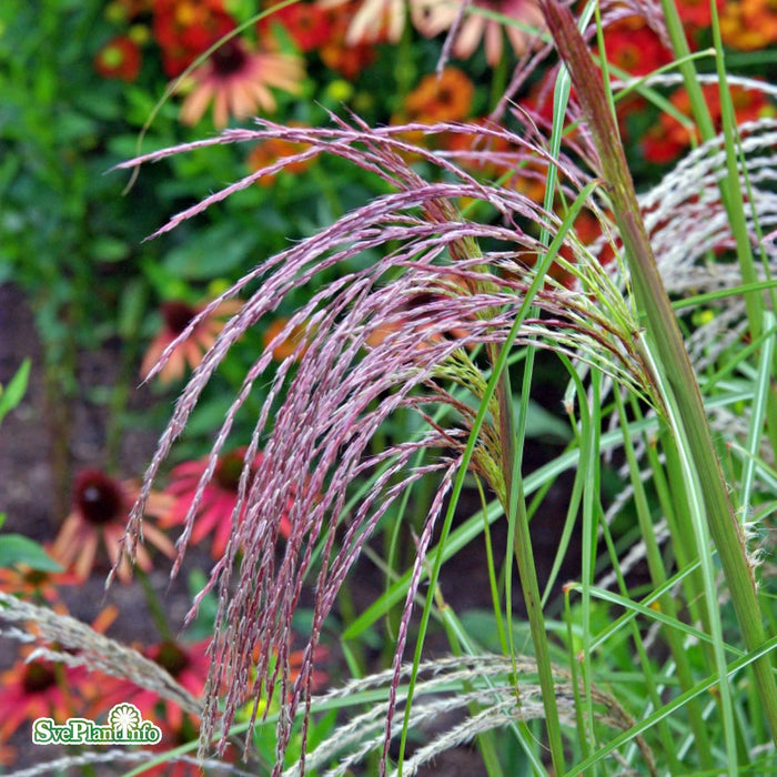 Miscanthus sinensis 'Flamingo' A-kval C2