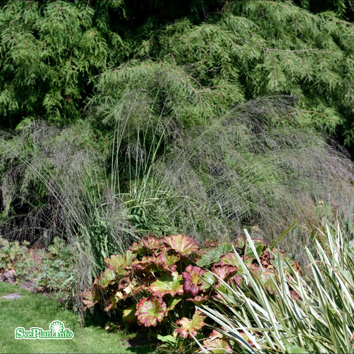 Molinia caerulea ssp arundinacea 'Transparent' A-kval C2