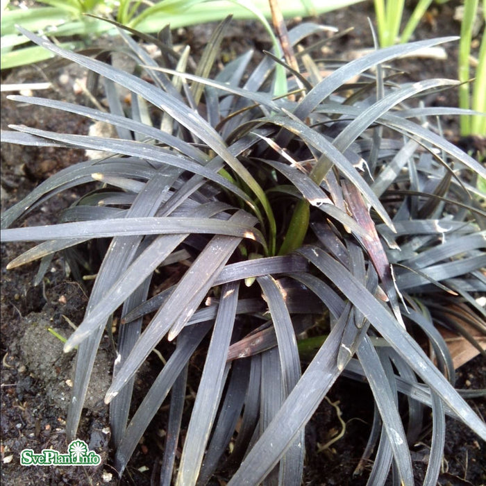 Ophiopogon planiscapus 'Nigrescens' A-kval