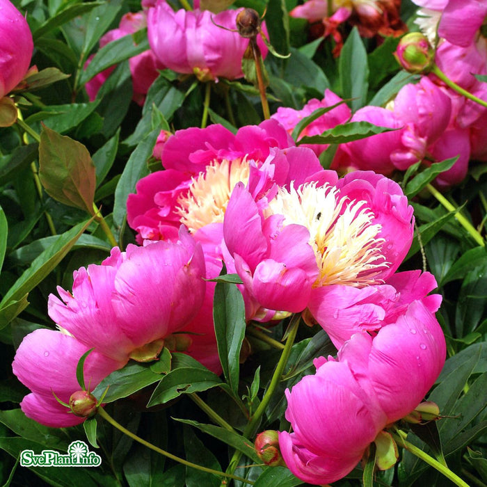 Paeonia lactiflora 'Bowl of Beauty' A-kval C4