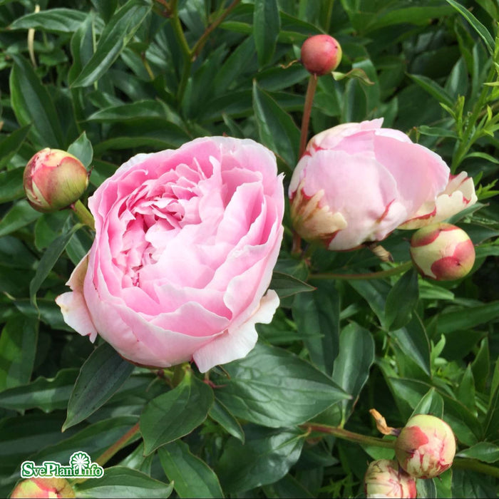 Paeonia lactiflora 'Sarah Bernhardt' A-kval C4
