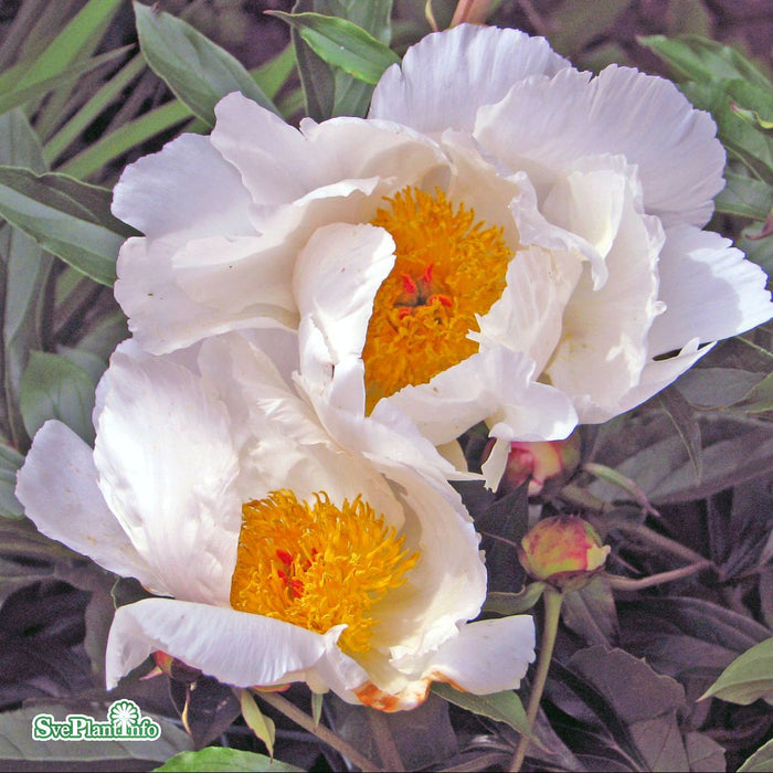 Paeonia lactiflora 'White Wings' A-kval C3