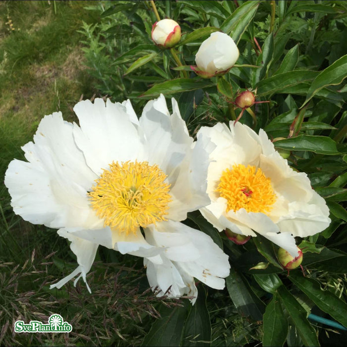 Paeonia lactiflora 'White Wings' A-kval C2
