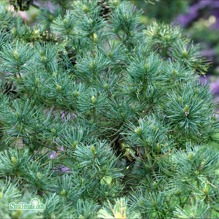 Pinus parviflora 'Glauca' Solitär Kl 125-150cm