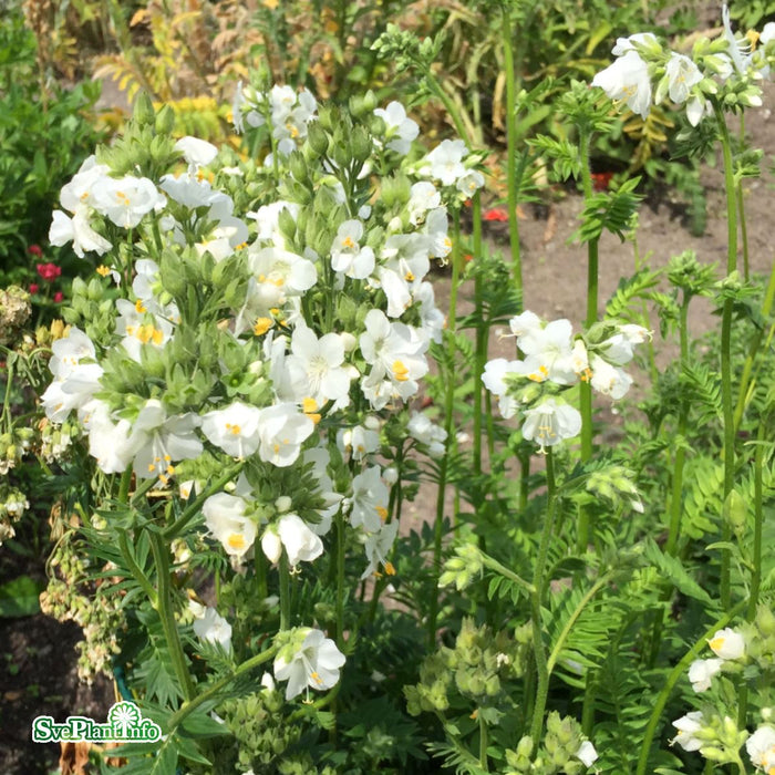 Polemonium caeruleum 'Album' A-kval