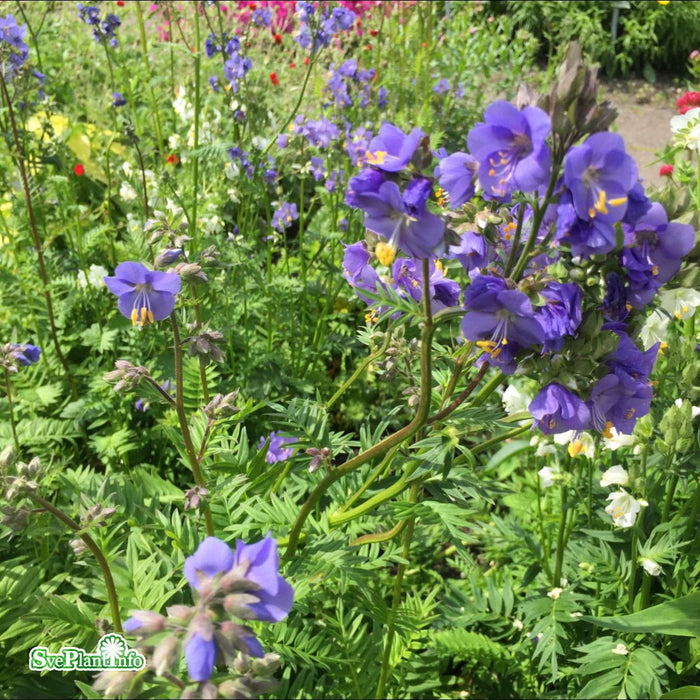 Polemonium caeruleum ssp. yezoense 'Bressingham Purple' A-kval C3
