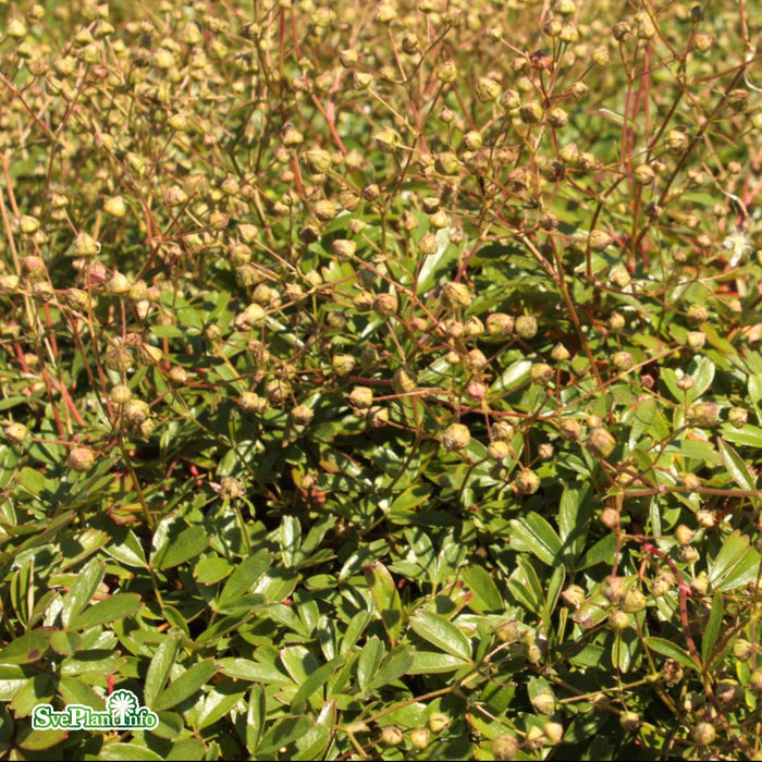 Potentilla tridentata 'Nuuk' A-kval