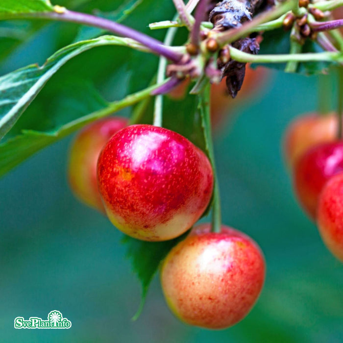 Prunus avium 'Fryksås' Colt Stam 2-års A-kval Co