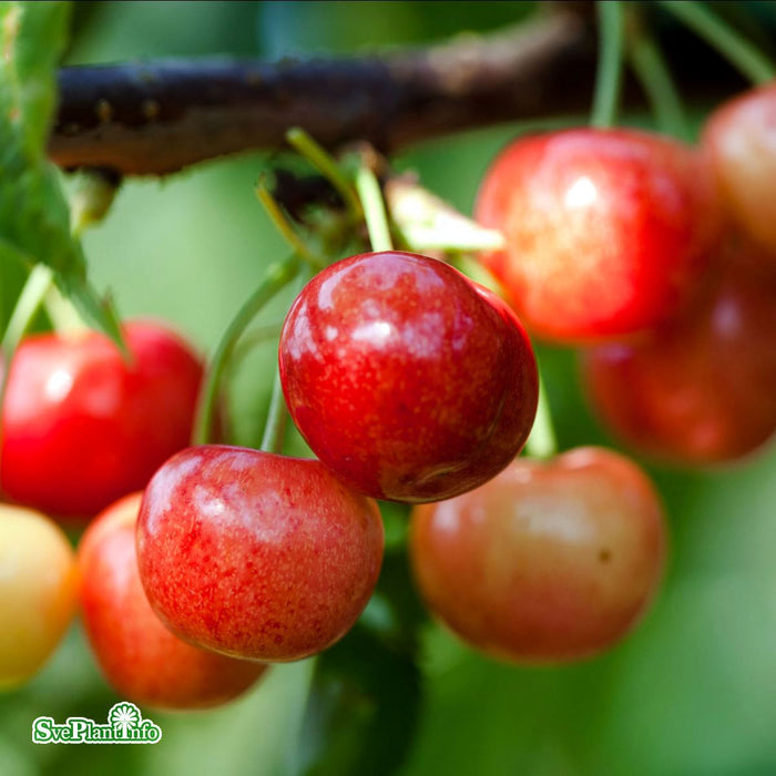 Prunus avium 'Merton Glory' E Colt Stam 2-års A-kval Co